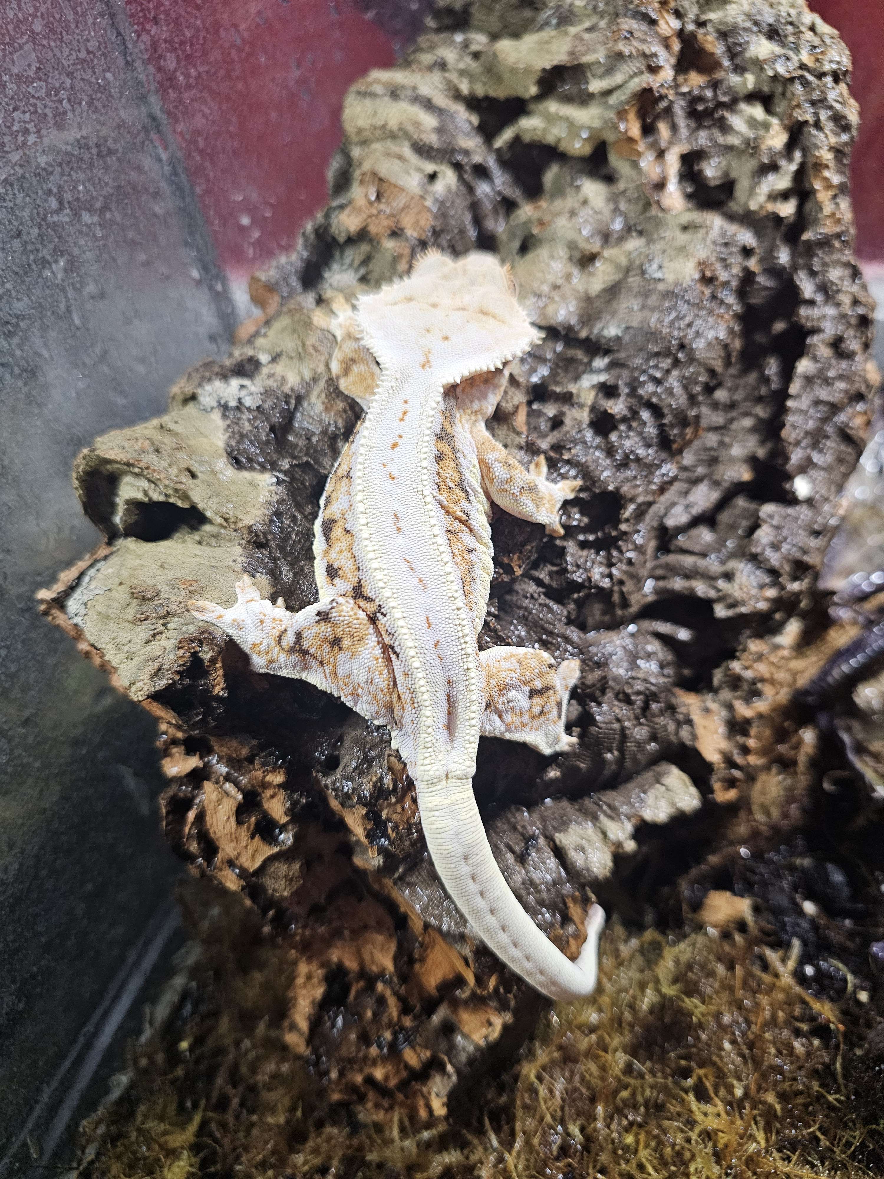 lcsostandertm's profile image